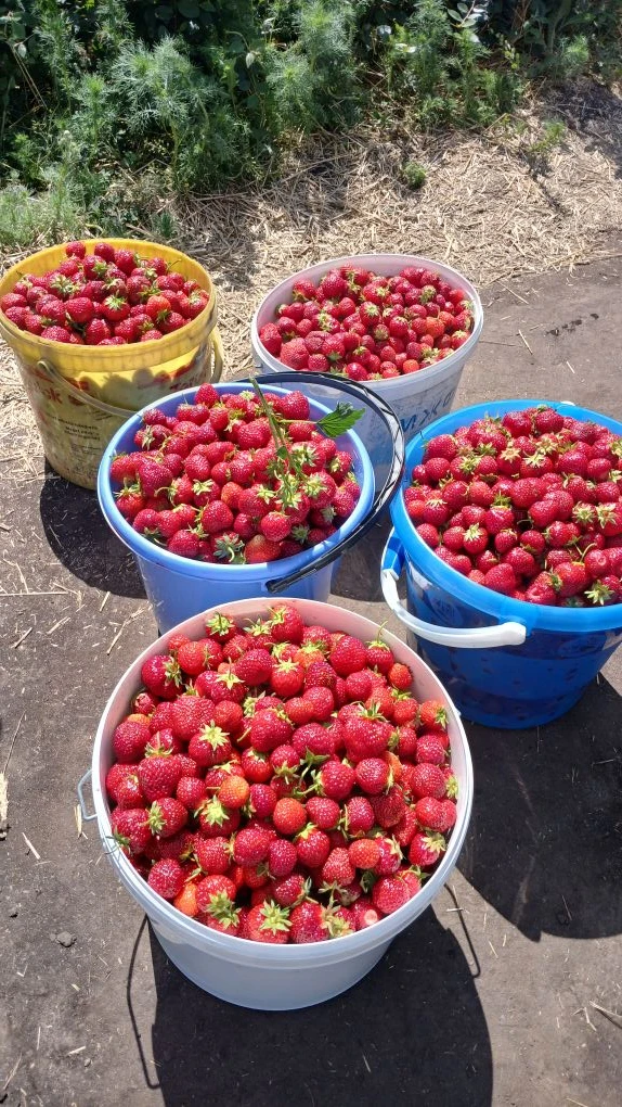 🍓 САМОСБОР КЛУБНИКИ С ПОЛЯ! 
Последний день.

Дорогие друзья, кто не успел

Можно приехать завтра с
