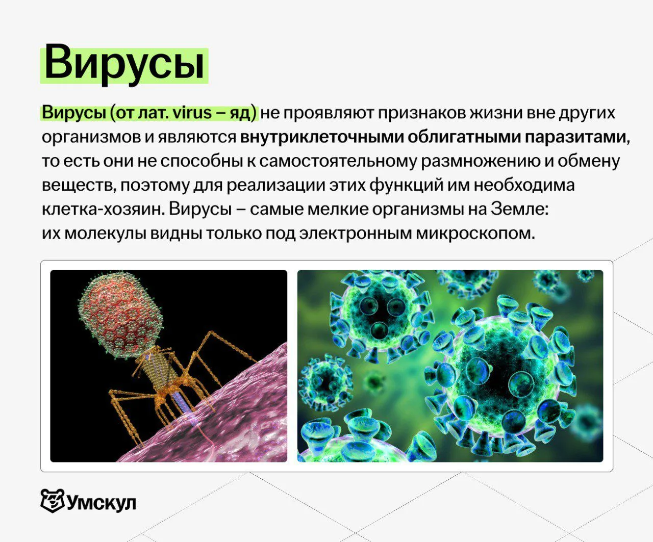 Самые загадочные создания в ОГЭ по биологии 👀