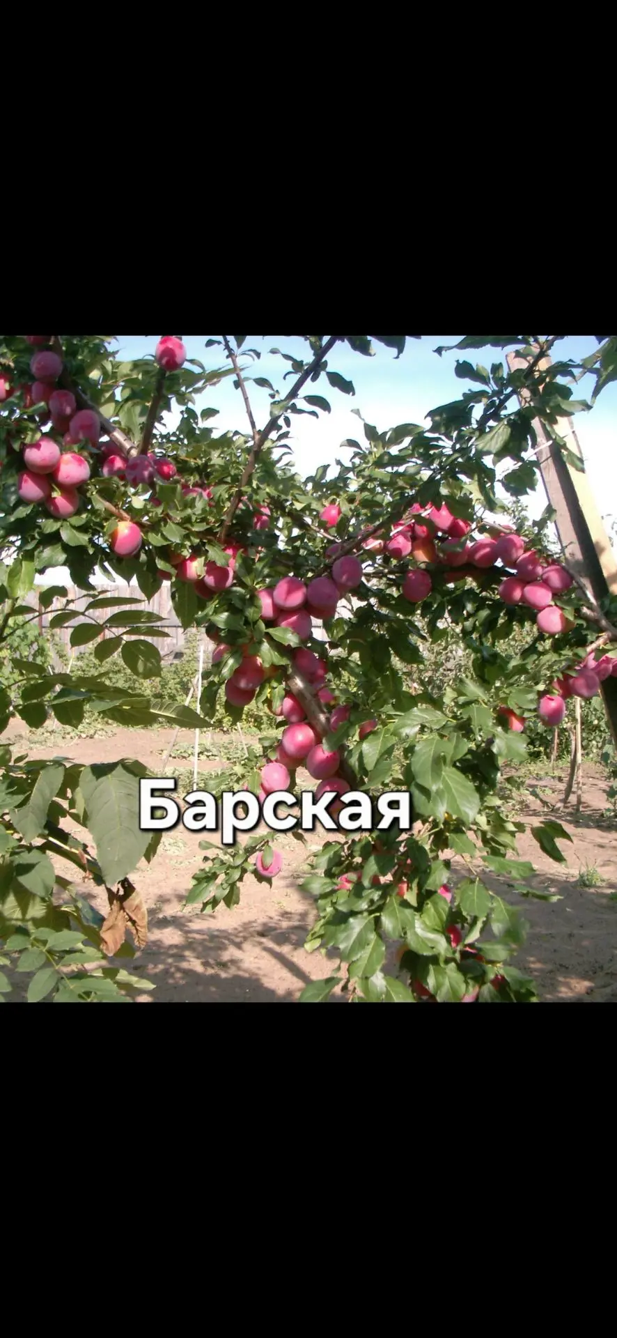 Слива Барская это подарок для моего участка.Сколько я искал, всё вымерзало .Мне продава...