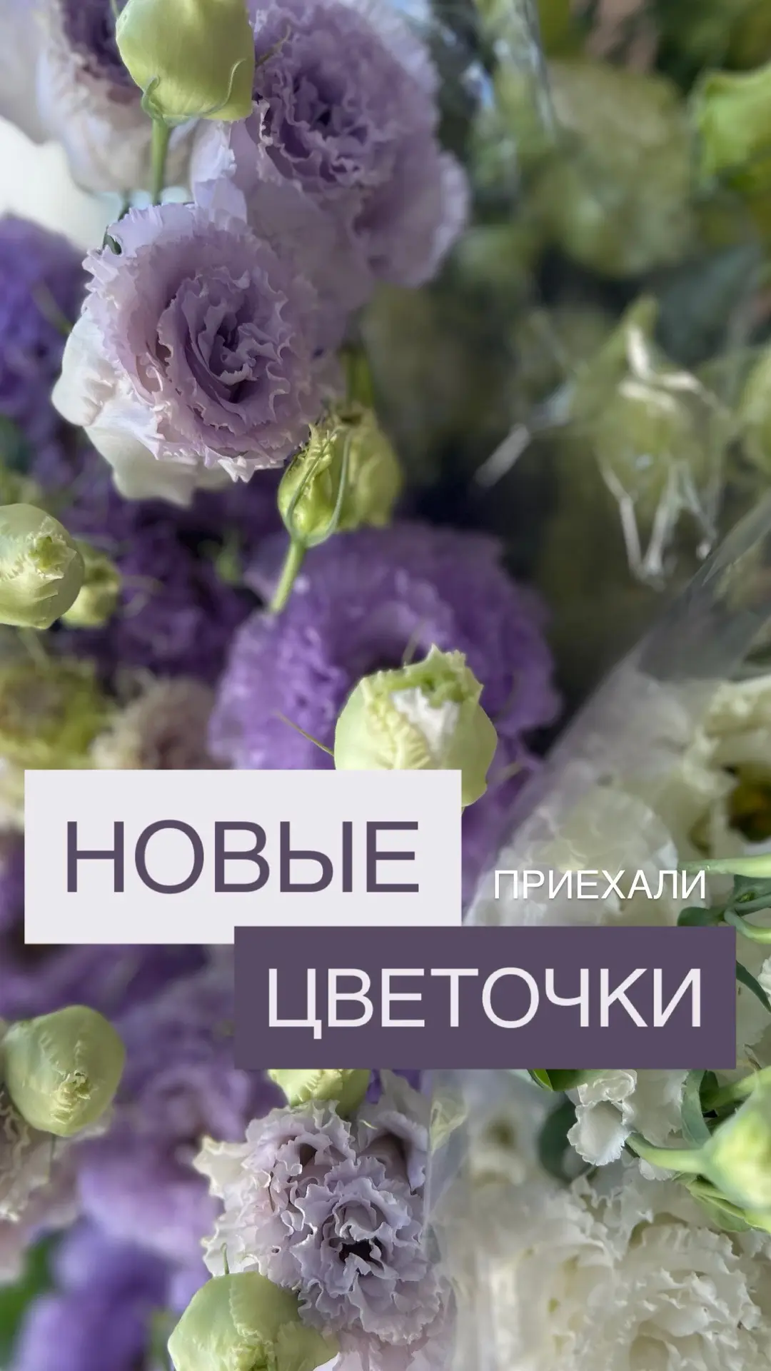 Цветочная магия в лавках «Счастливая»! ✨

У нас случилась большая и очень красивая поставка:

🌼 Тро