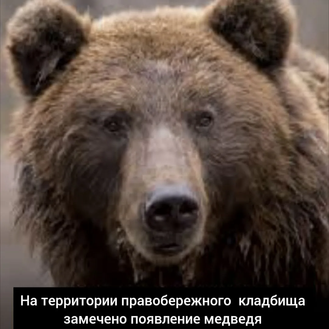 Просим  соблюдать повышенную осторожность! На территории Правобережного кладбища замече...