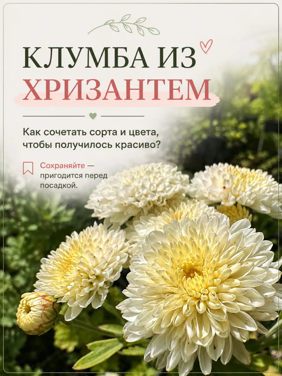 Хризантемы есть. А куда их теперь сажать?
