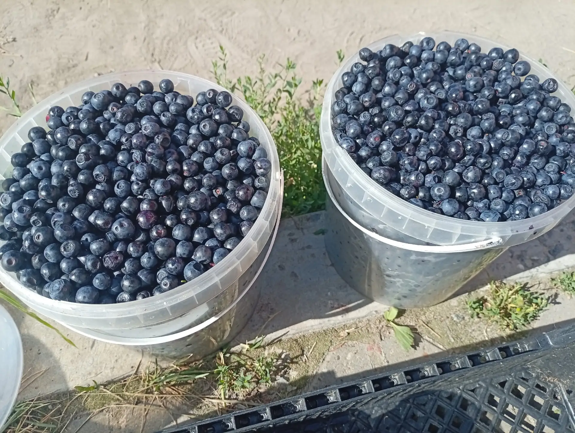 Продам чернику. 500 р.литр.89005210769