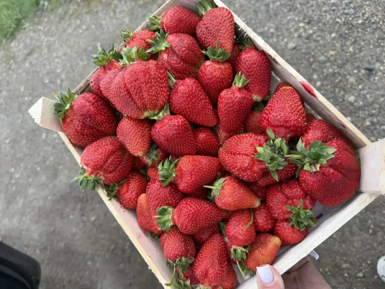 Свежий привоз клубники🍓
