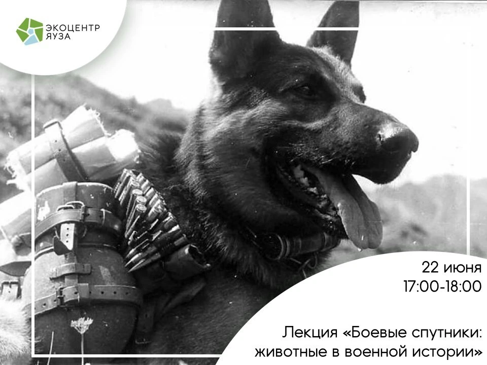 🐾Боевые спутники: животные, которые меняли ход истории

22 июня — дата, которая навсегда вписана в 