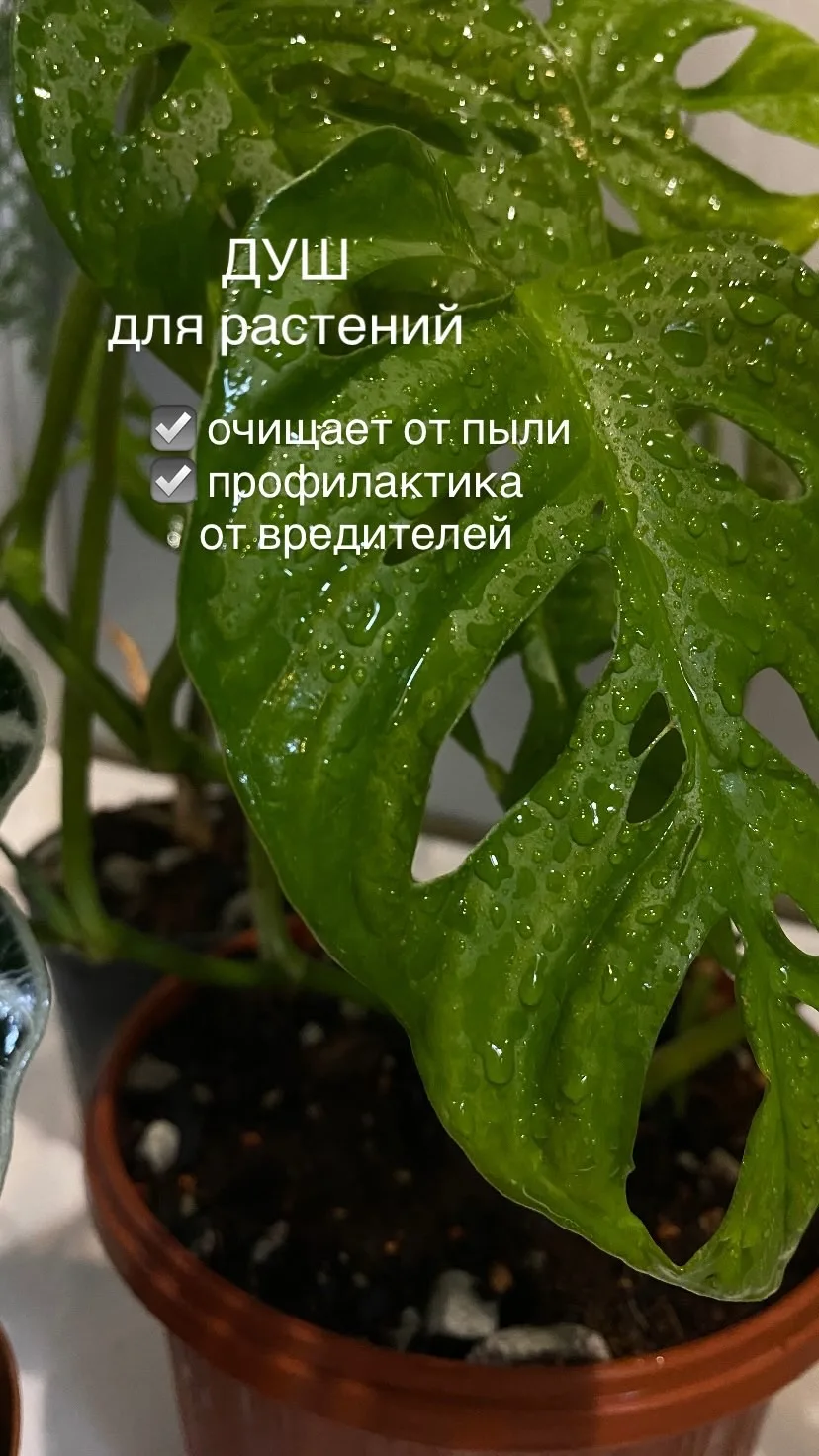 Устроила душ своим домашним 🪴