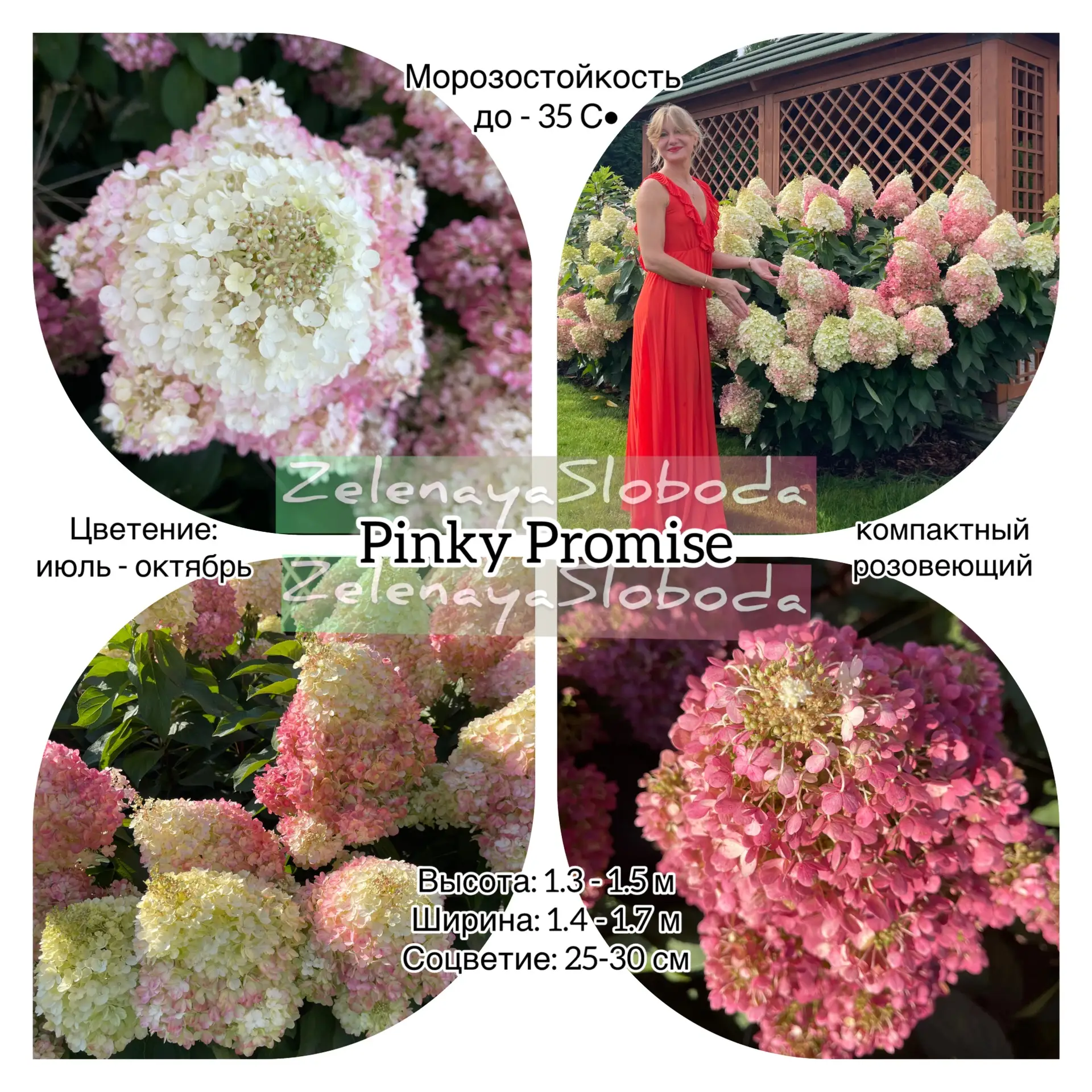 Hydrangea paniculata Pinky Promise | Метельчатая гортензия «Пинки Промис» относится к к...