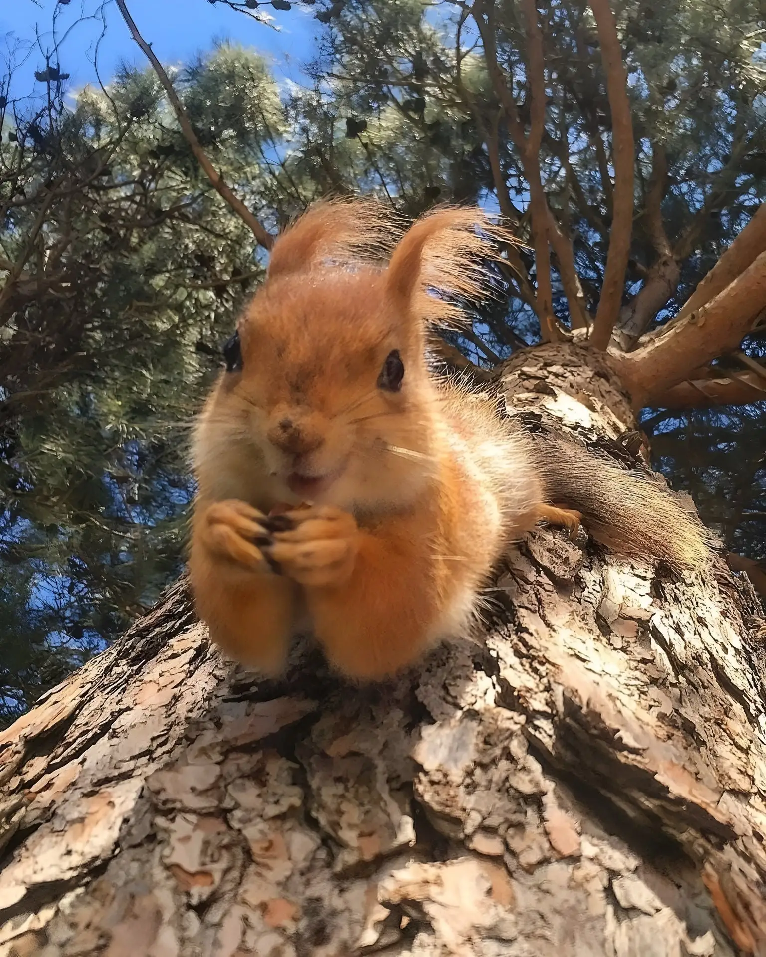 Самая  счастливая белка Новосибирска!🐿 

☀Улыбайтесь и сияйте также , как она, ведь лето на дворе!