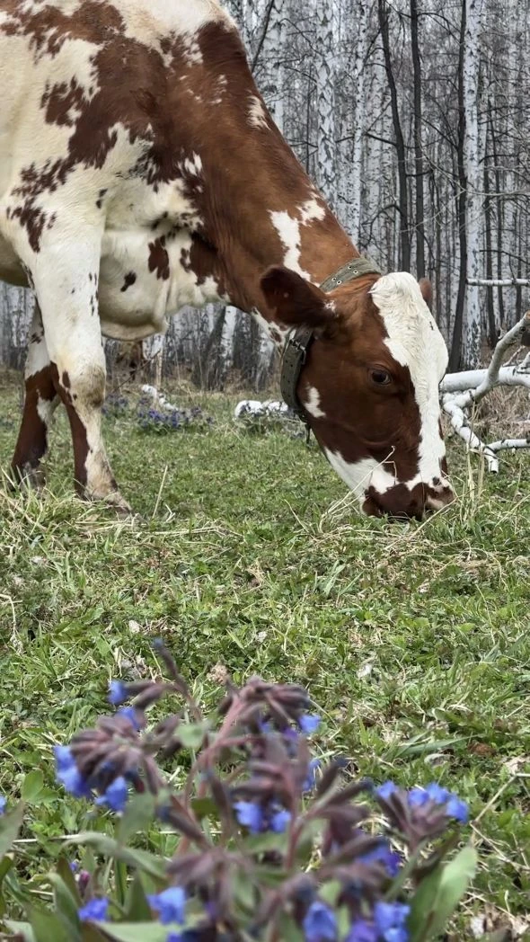 Девчонки в прошлые выходные в первый раз в этом сезоне вышли на траву. 😁
