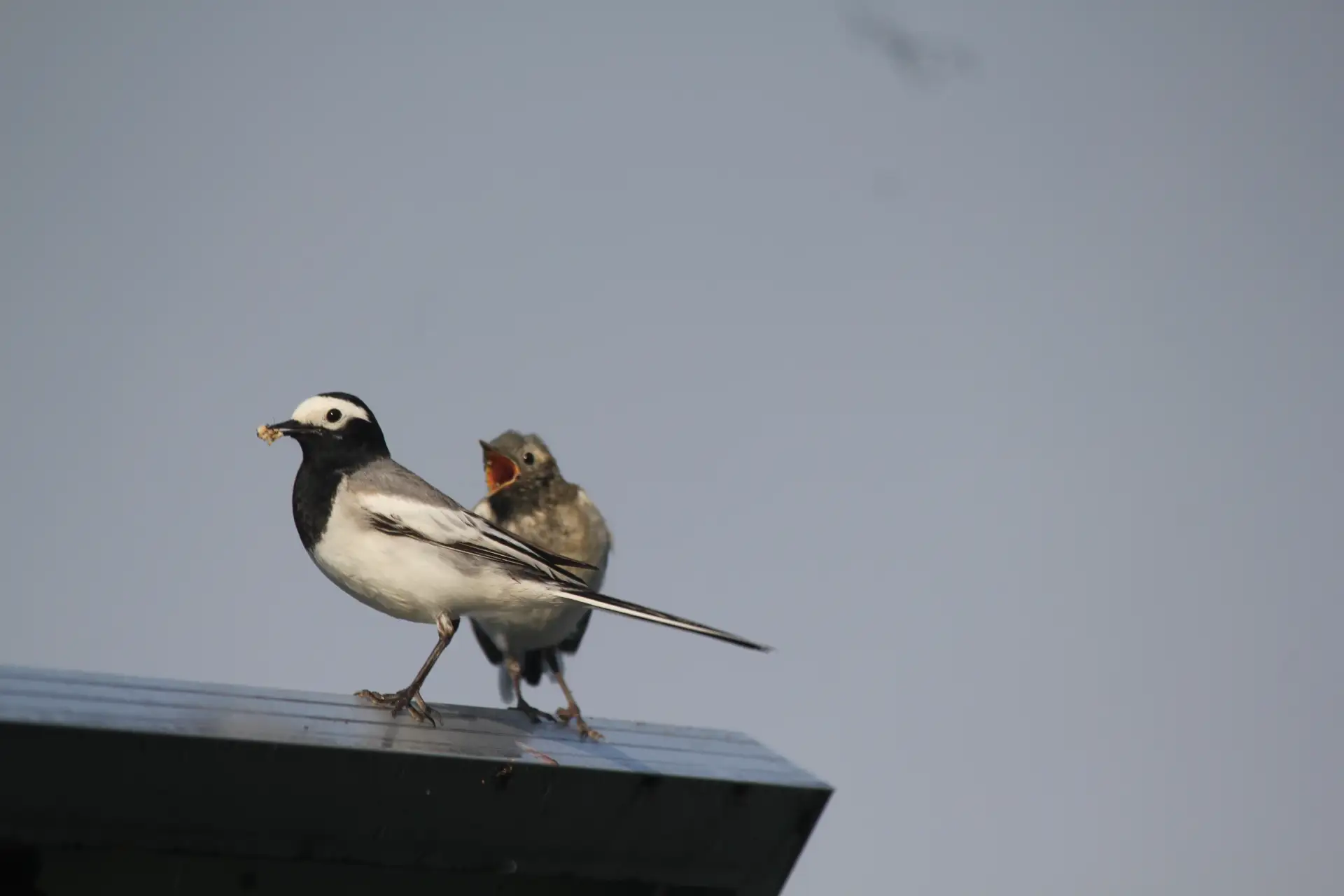 Новости с кордона Караташ: птичьи истории продолжаются 🐦