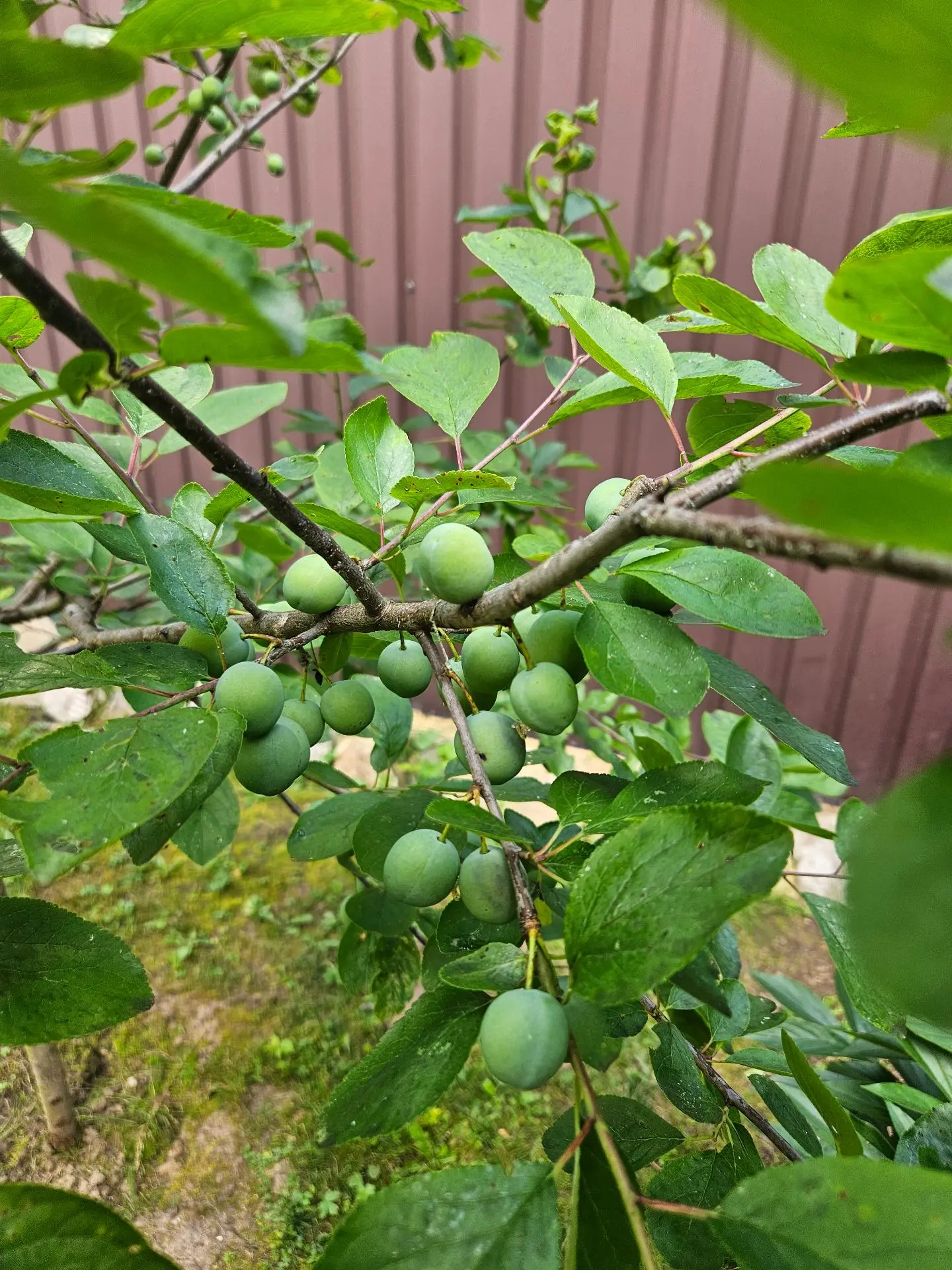 🍑✨ У нас радостная новость — впервые появились плоды на нашей сливе! 🌳