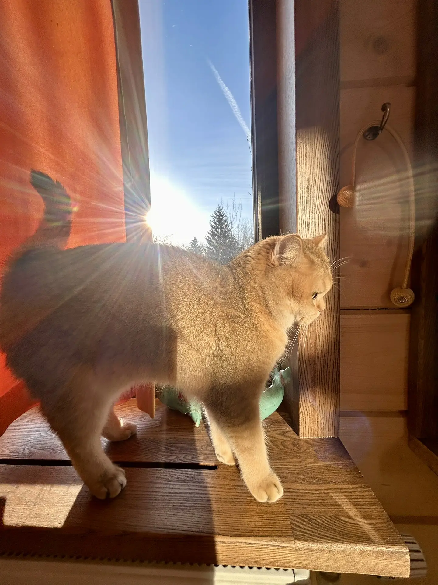 Солнечное утро