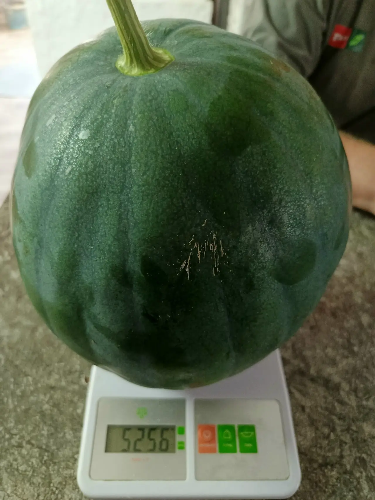 🍉 Наша землячка Галина Киселёва  из Шекснинского округа вырастила в теплице два увесистых арбуза — 