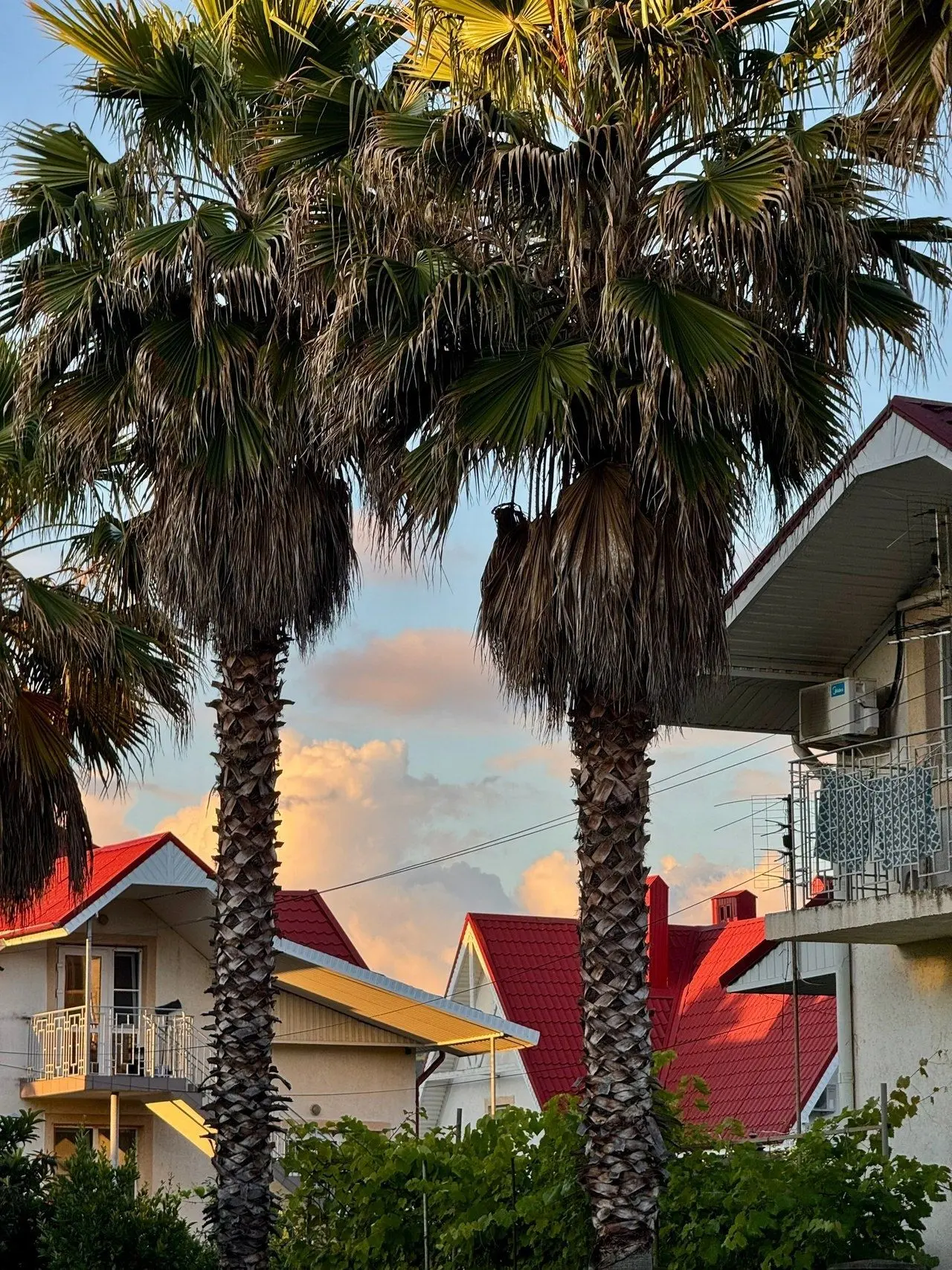 Некрасовское, Сириус 🌴🌴🌴