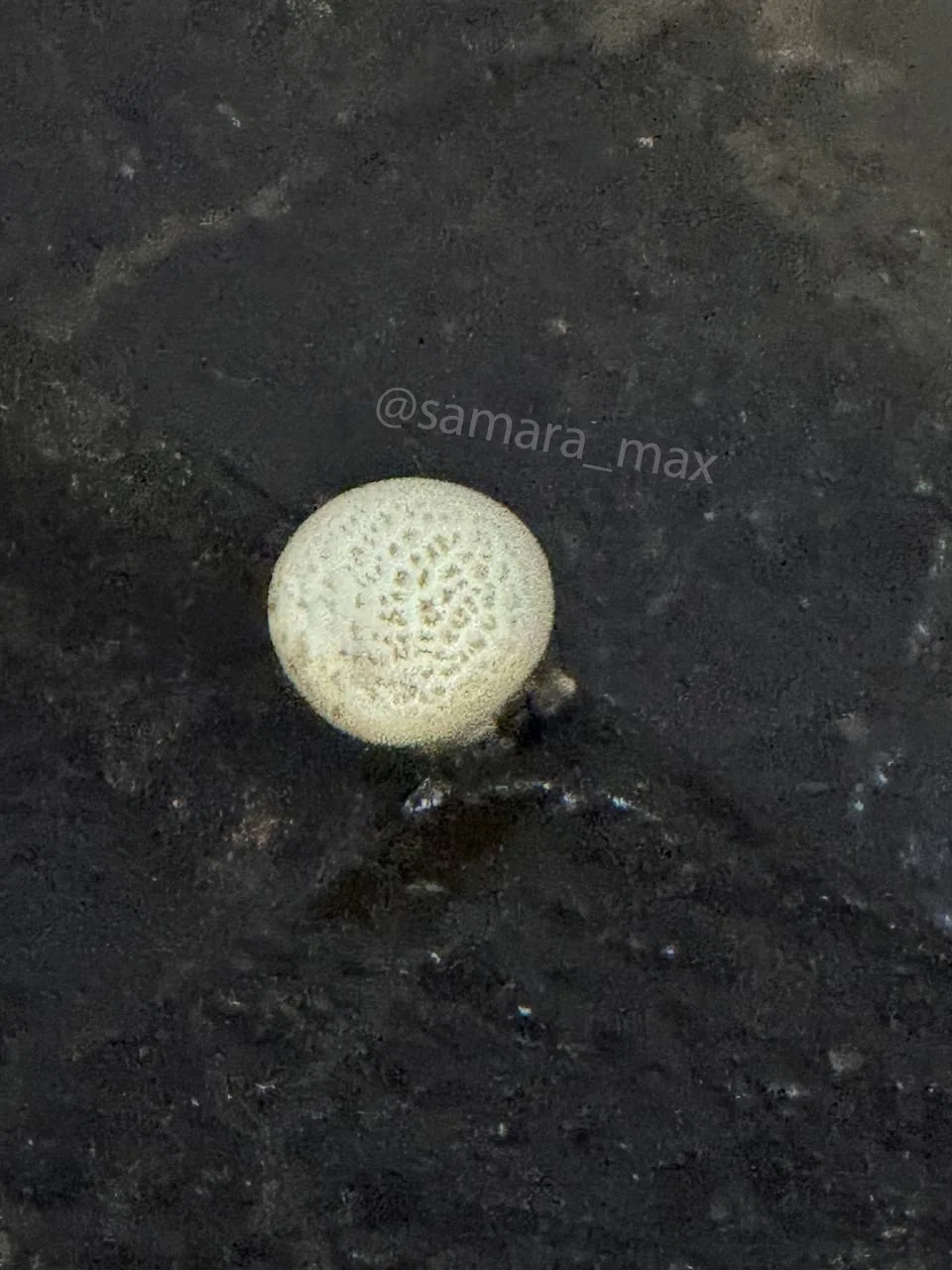 🍄‍🟫Тихая охота на экстремальном уровне.