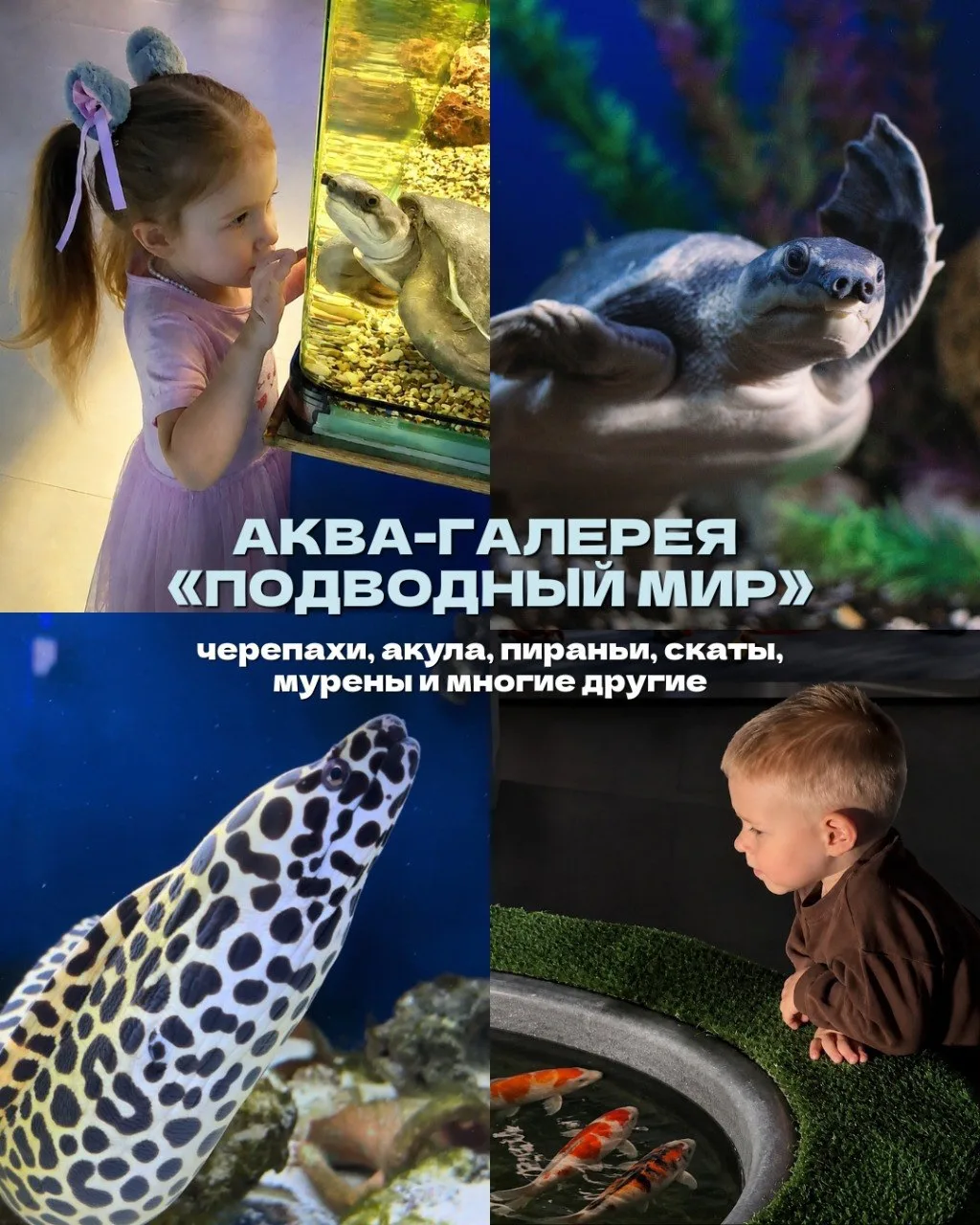 🌊 Аква-галерея экзотических подводных обитателей приезжает в Набережные Челны!