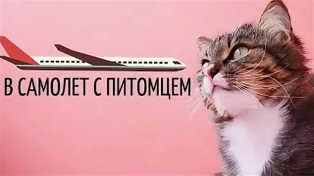 Ищем авиапассажира вылетающего рейсом Нижневартовск - Москва  и готового оформить на свой билет коше