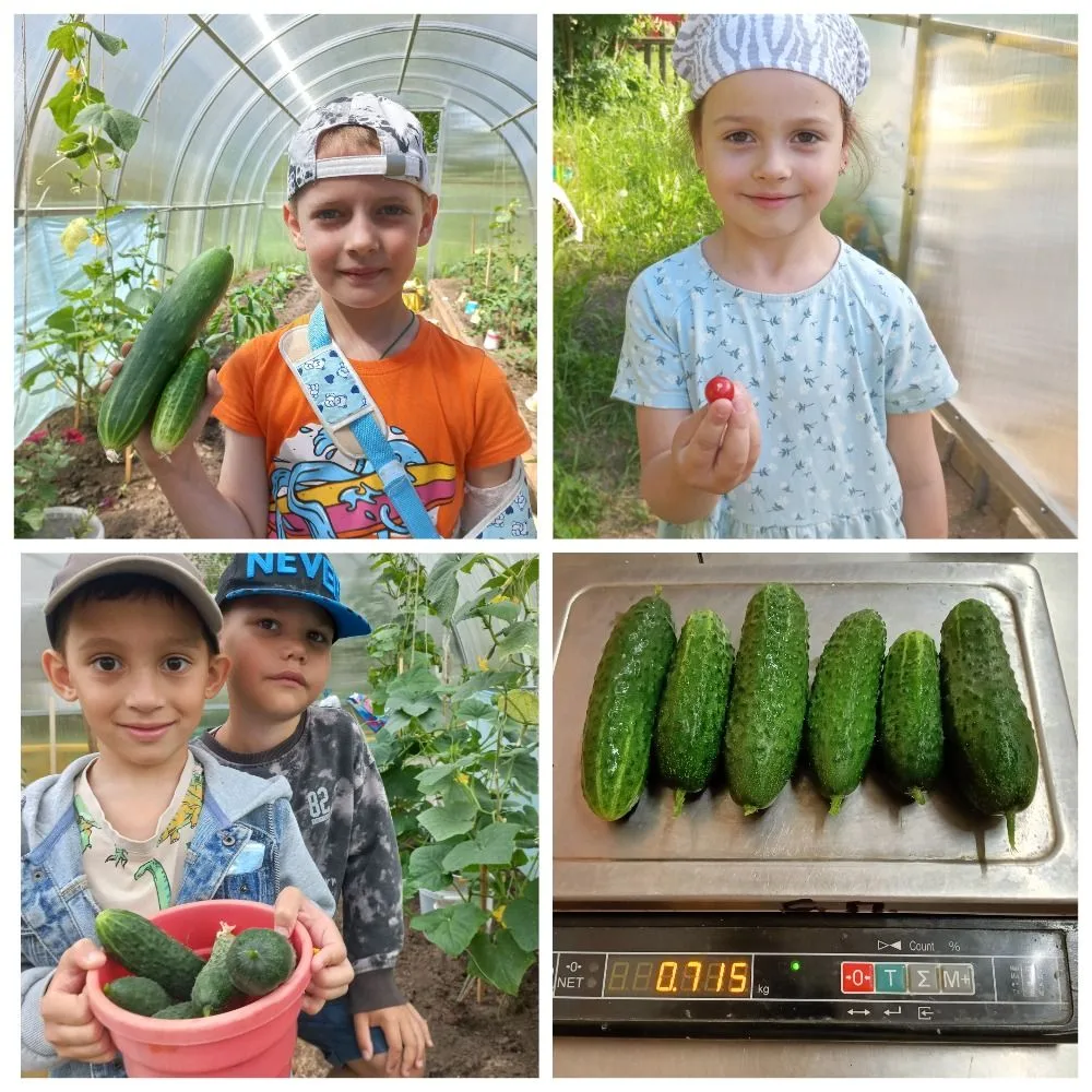 🥗 День свежих овощей: праздник вкуса, цвета и здоровья!