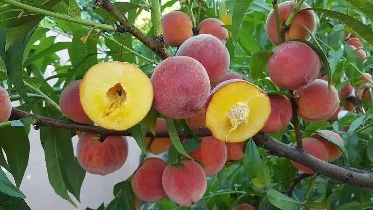 🍑Зимостойкие сорта персика

Для регионов с холодными зимами подходят следующие сорта персика:

🔸Фр