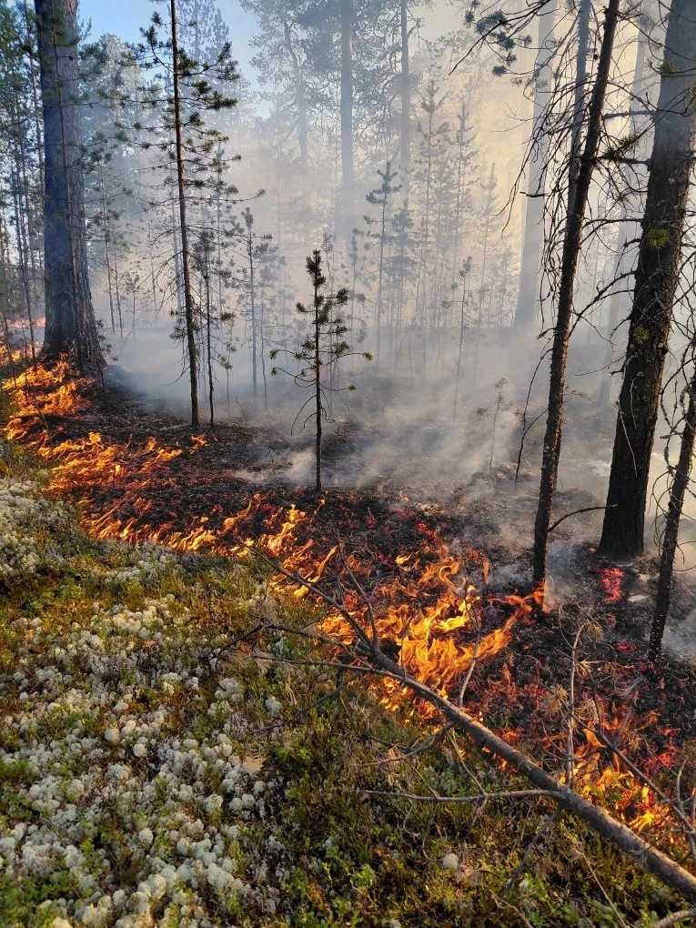 🔥 Кандалакшское авиаотделение оперативно ликвидировало лесной пожар