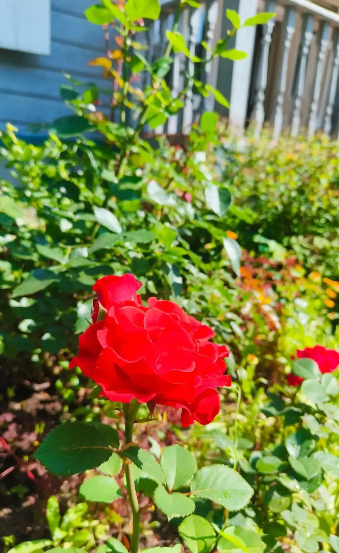 🌺Лето в ленту 🌺

Наш дом-музей открыт для посетителей ежедневно со вторника по субботу с 10:00 до 