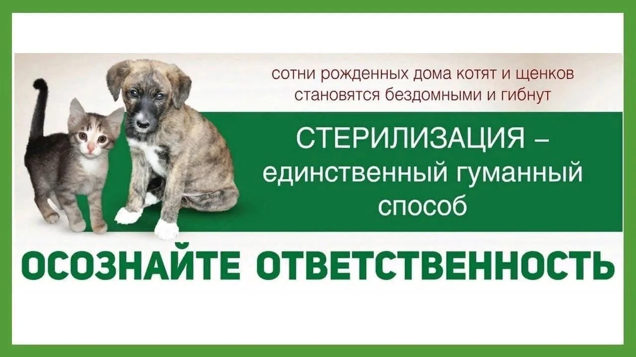 Стерилизация (кастрация) животных - операция, при которой искусственным путём прекращается или наруш