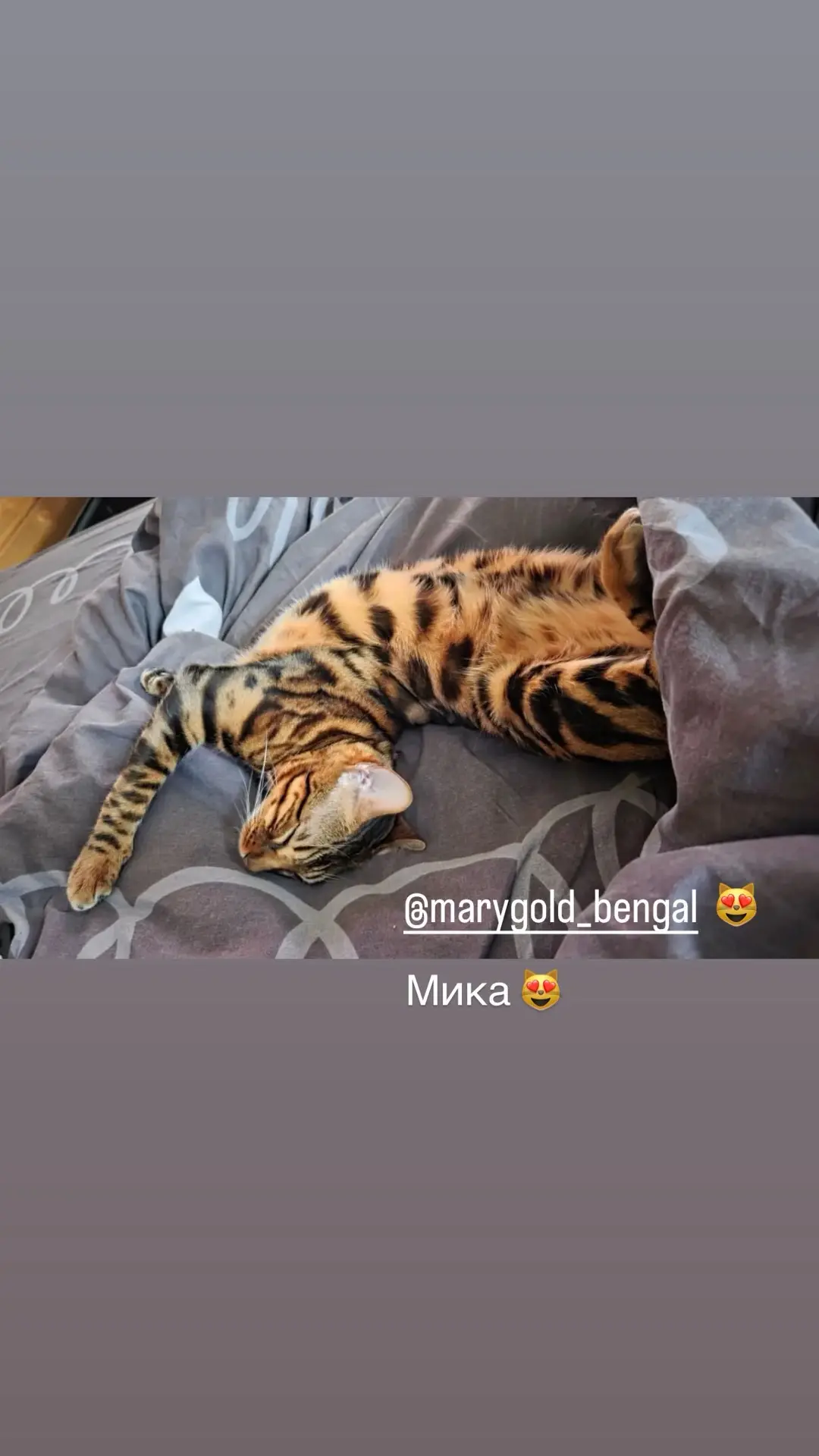 #выпускникиMG