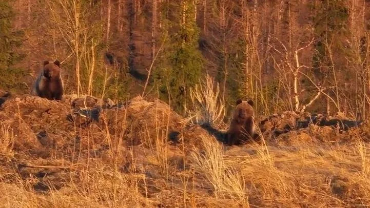 🐻 Два медведя попали в объектив северянки у Аксарки  В Приуральском районе недалеко от села Аксарка 