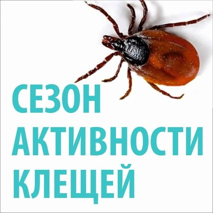 ❗Клещи – переносчики клещевого вирусного энцефалита.