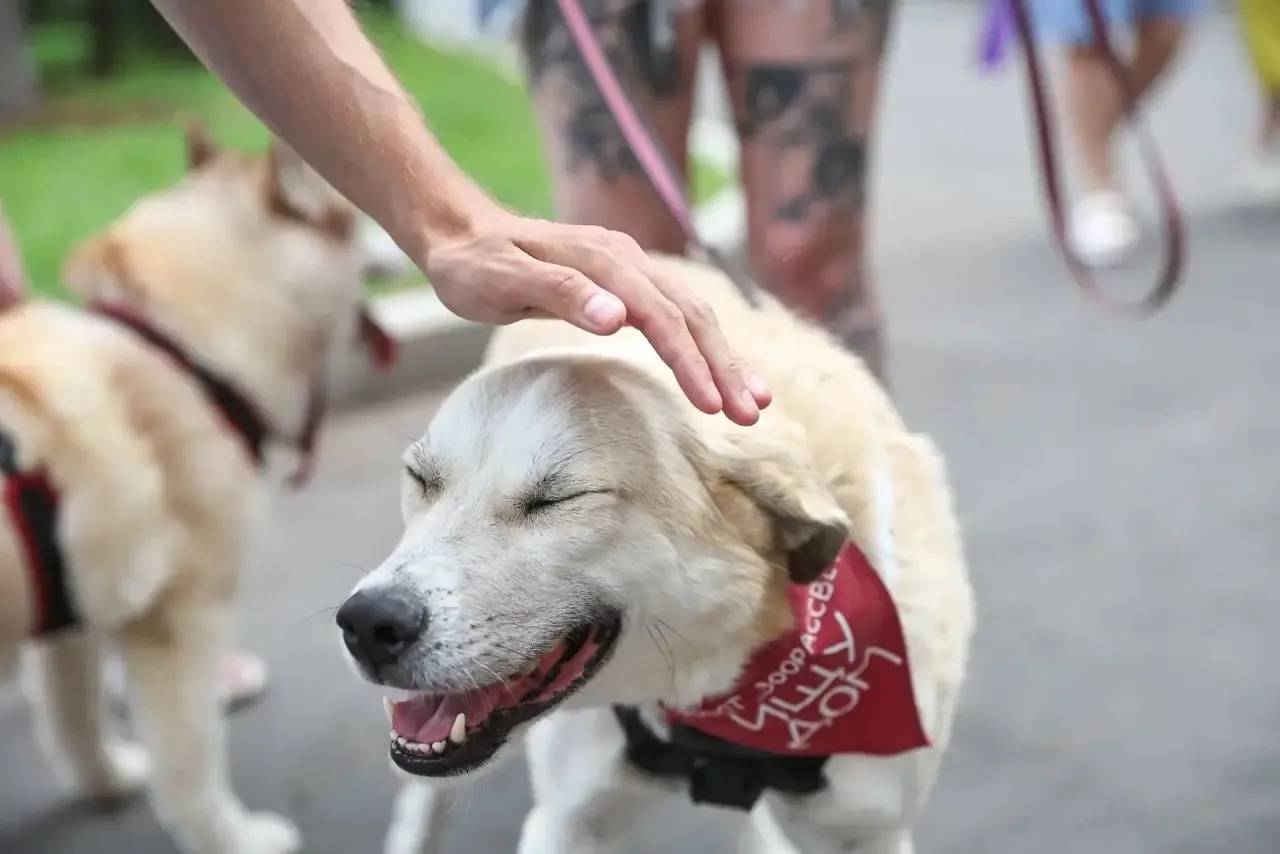 🐶🐱 Ищете верного друга? 13 июня в парке «Сокольники» пройдёт выставка-пристройство жи...