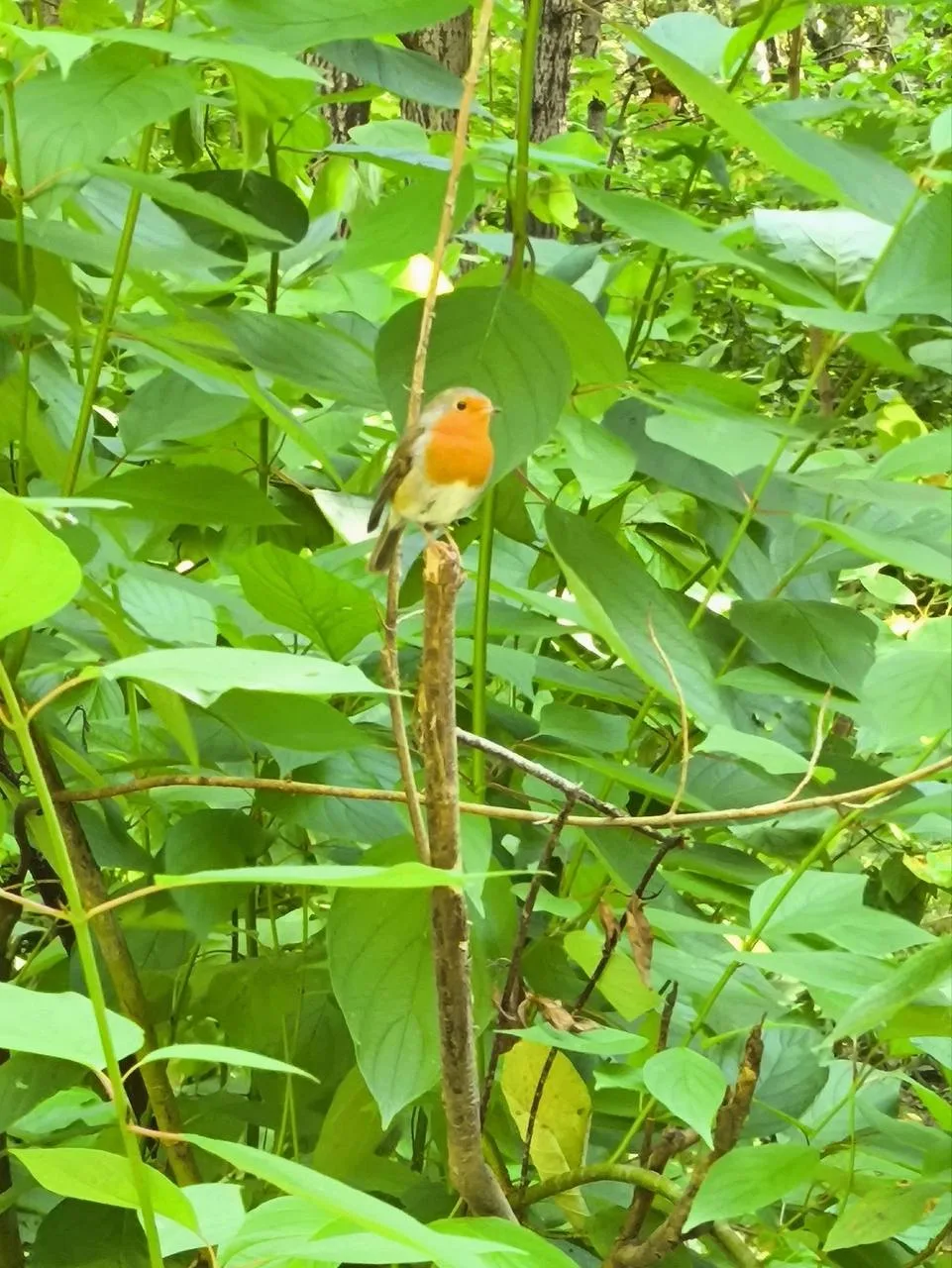 🐿 Жители Битцевского леса