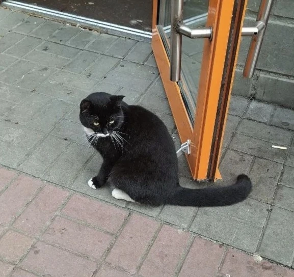 Кот на Замятина 22 не потеряшка  это кот мошенник  😂он приходит как на работу выпрашивать вкусняшки