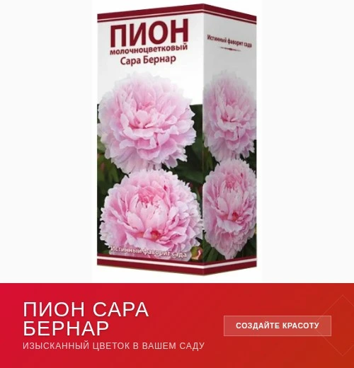 🏷️ Шикарный пион для вашего сада! 🏷️

Хотите добавить в свой сад немного аристократичности? Пион «