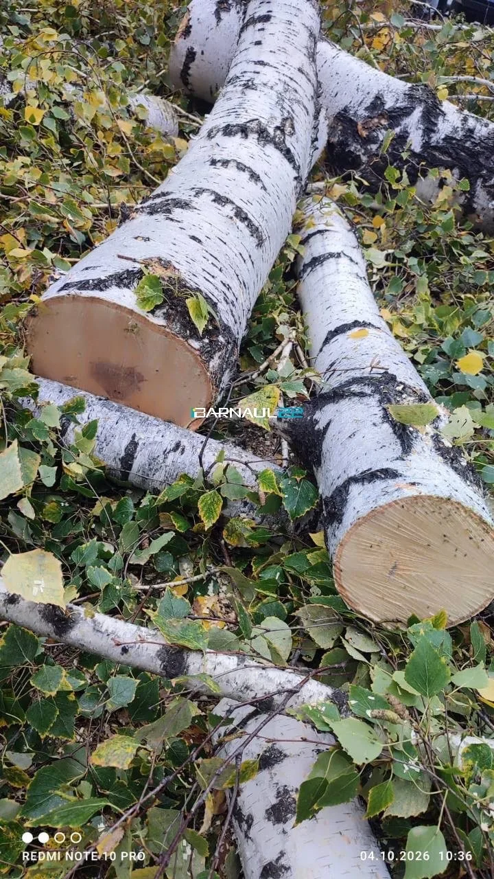 🌳Деревья на аллее по улице Антона Петрова, 198, подверглись вырубке