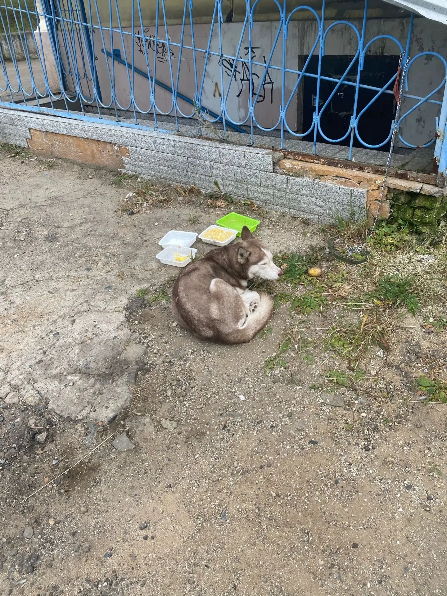 ‼️ Собаке нужны новые хозяева, своим она не нужна ‼️