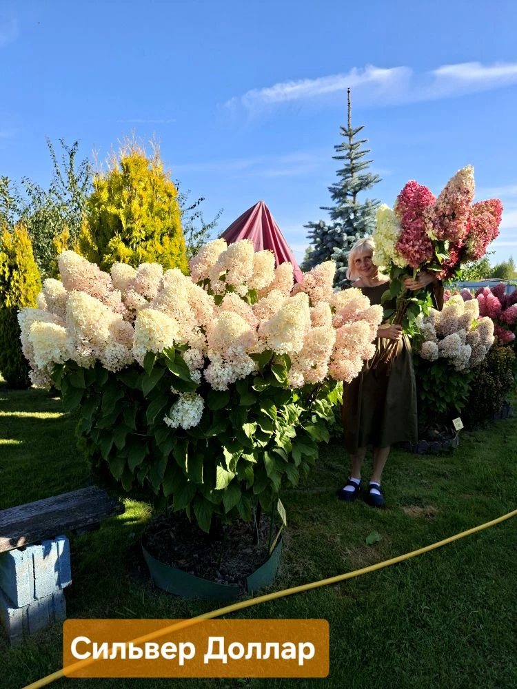 🫣Я ТЕРЯЮСЬ🧐- знакомое чувство, при выборе Гортензии Метельчатой😉😂❓️  На фото "СИЛЬВЕР ДОЛЛАР"💵💸 и ..