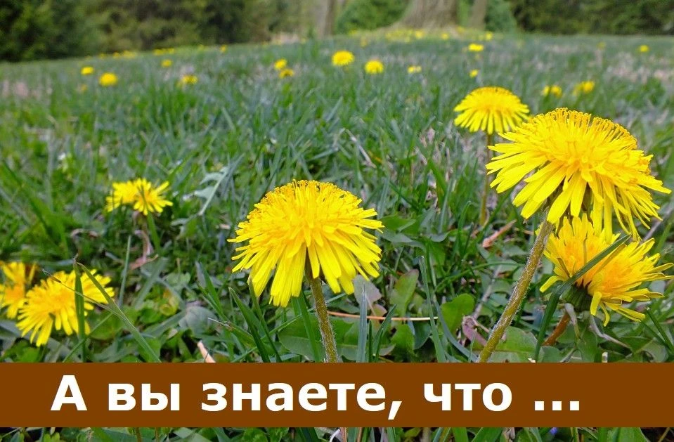 А вы знаете, что интересующий вас на предмет покупки земельный участок можно предварите...