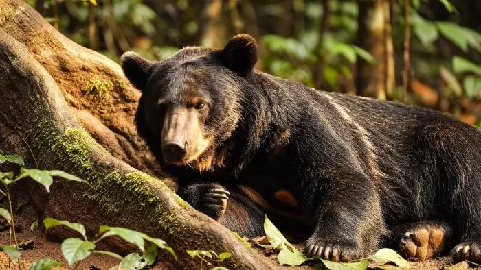 🐻В Новокузнецке установили кормушки для медведей