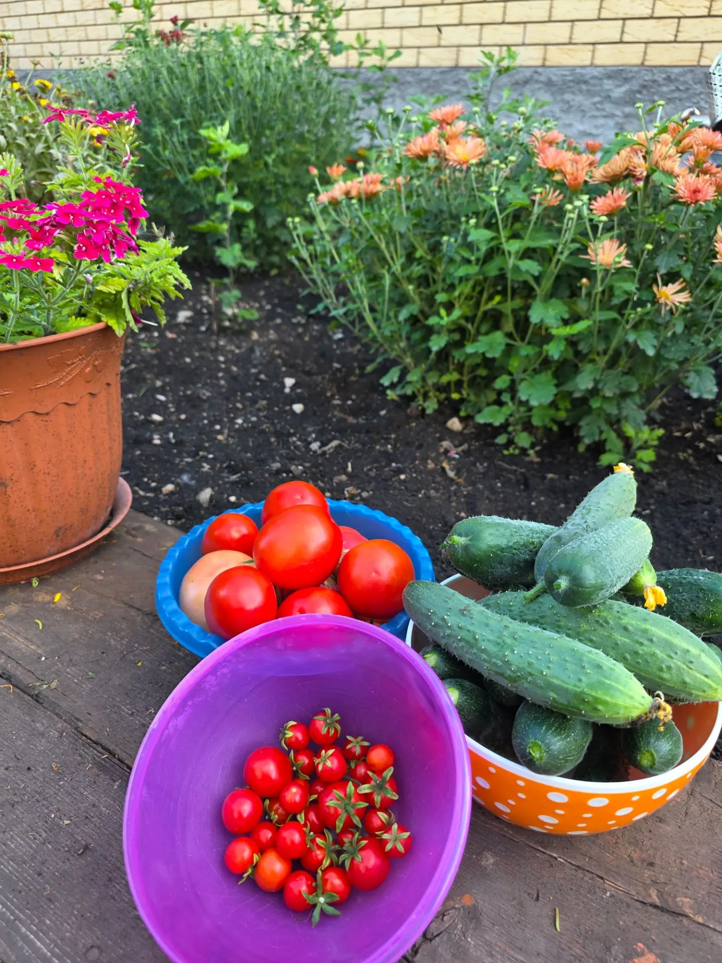 Сбор урожая 🍅🥒🍅