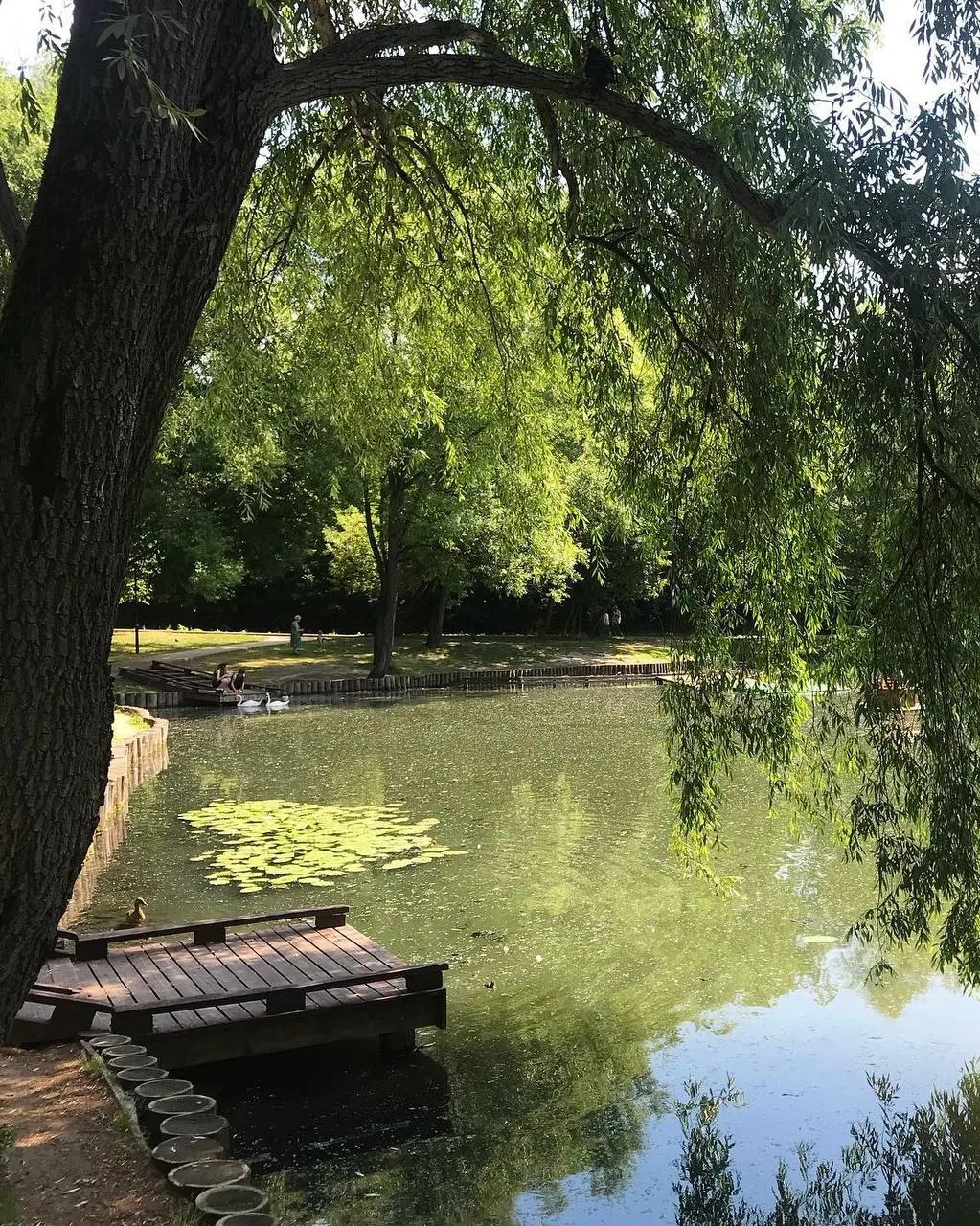 🦢 Идём кормить лебедей на Леоновский пруд с детьми 

Также здесь можно увидеть белолобых гусей, бел