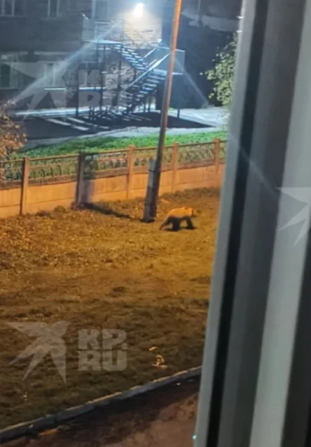 Медведь вышел к детскому саду в Савватеевке