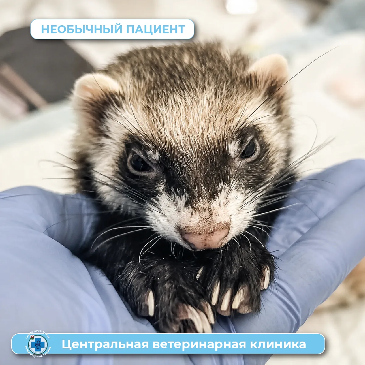 Шеф заболел: ушной клещ у хорька🦝