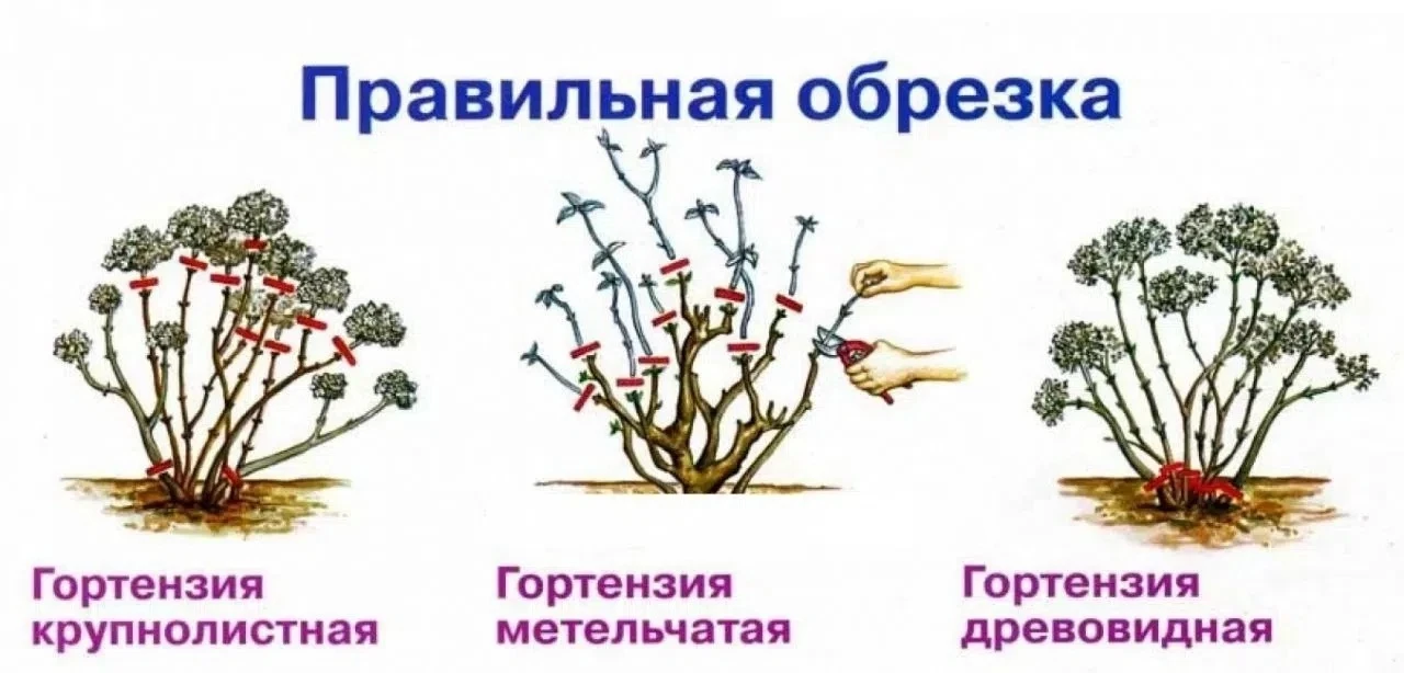 ⭐Как сохранить крупнолистную гортензию зимой⭐