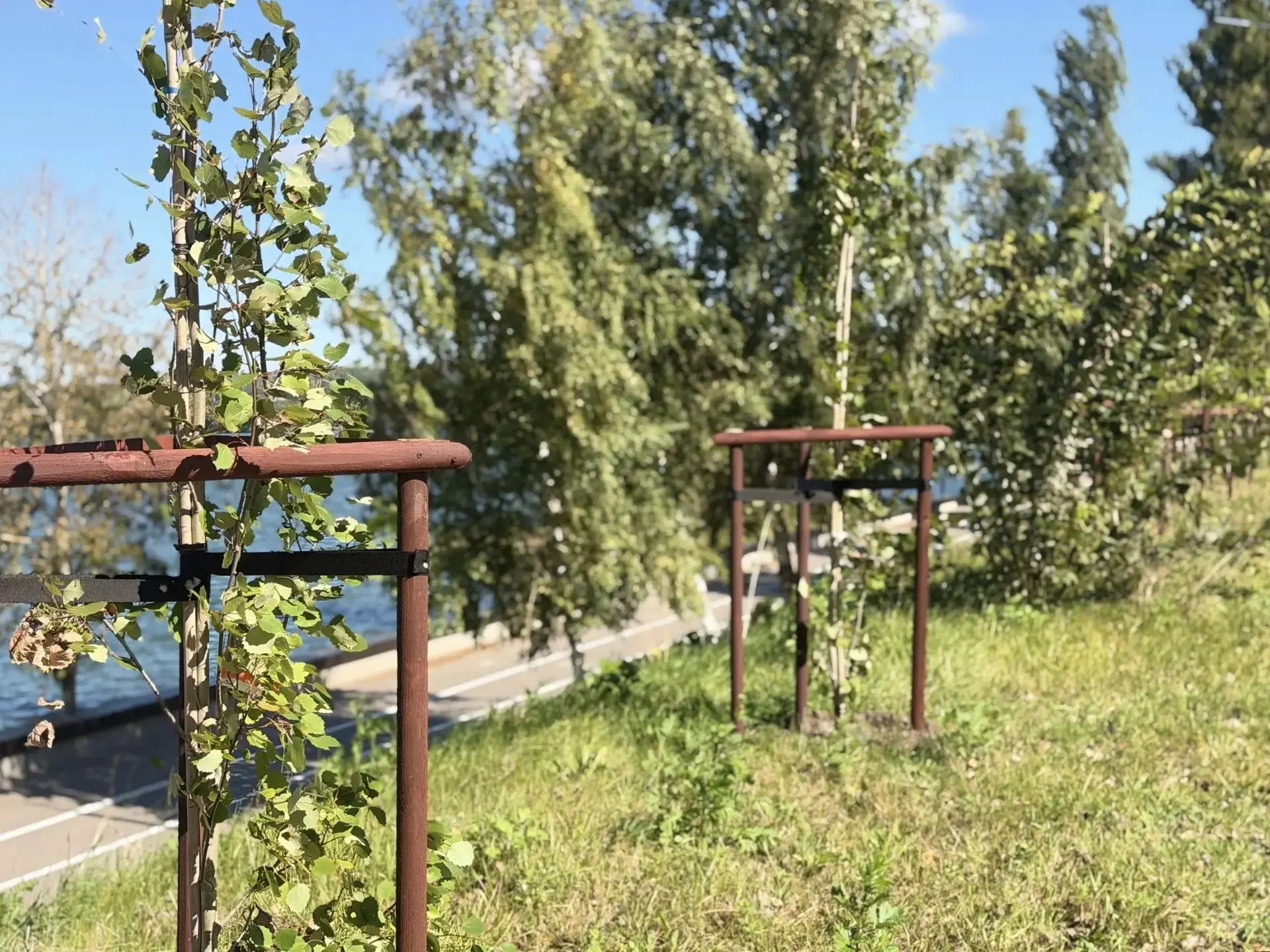 ◼ Еще 600 деревьев высадят в Калуге до конца года