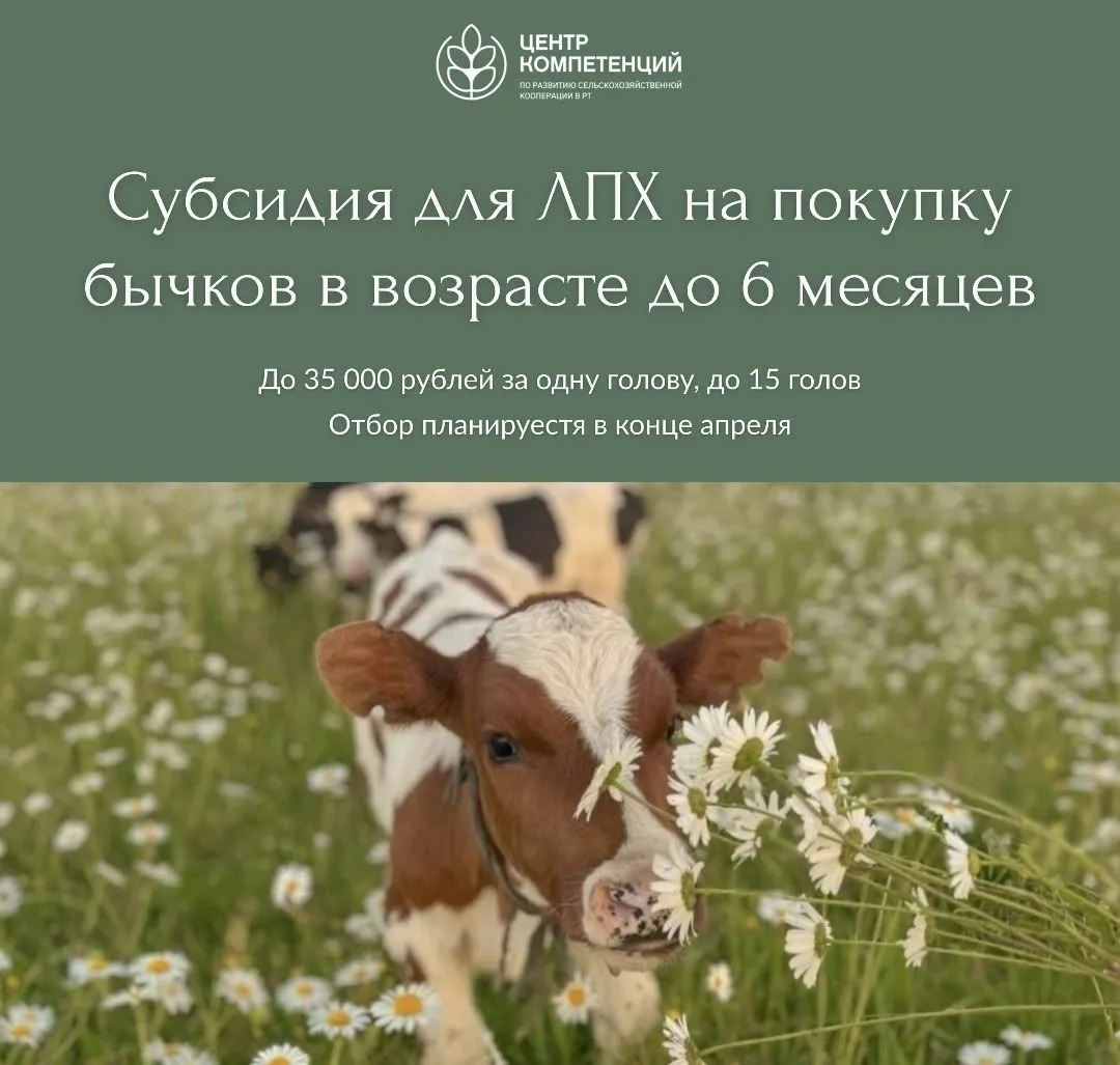 📌В Татарстане вводится новая субсидия для ЛПХ на покупку 🐮бычков
Личные подсобные хозяйства смогут