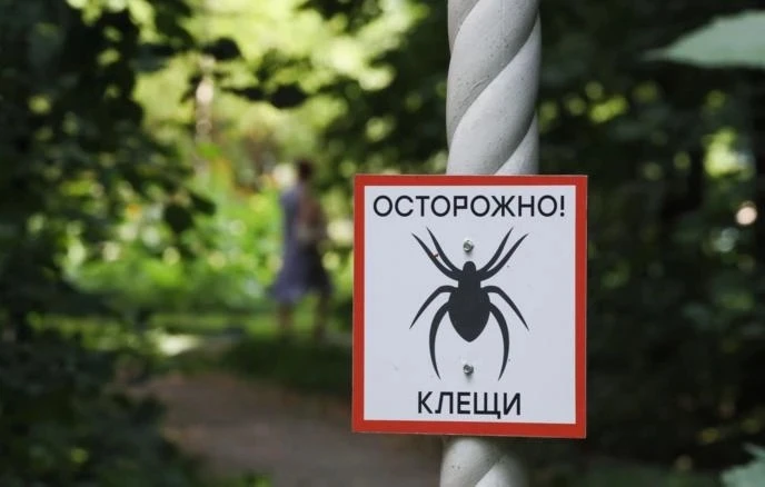 В МЧС рассказали, что делать при укусе клеща  Нужно обработать спиртом кожу, захватить клеща пинцето