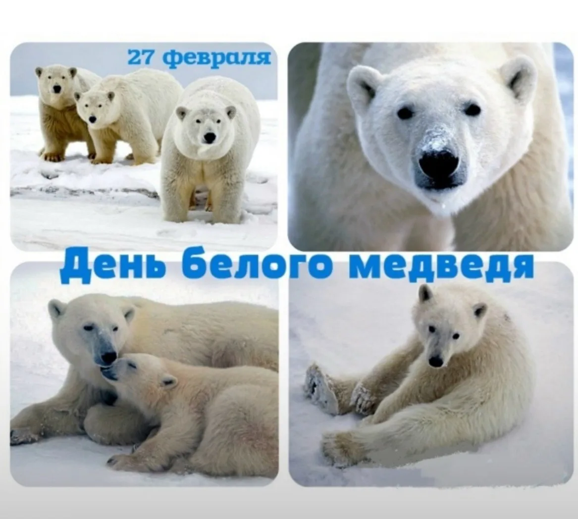 27 - февраля отмечается Международный день белого медведя. 🐻‍❄🐻‍❄🐻‍❄