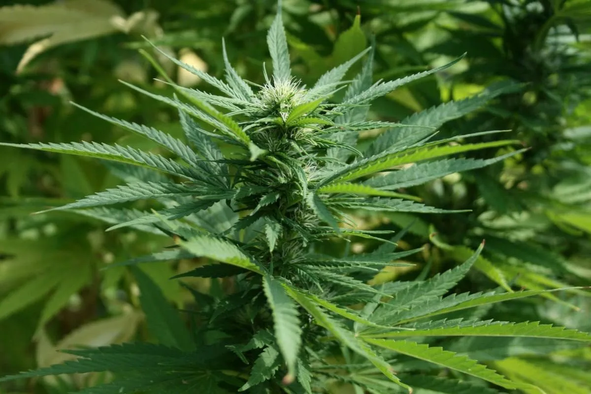 🥦 Курильчанин может лишиться свободы на три года за хранение конопли