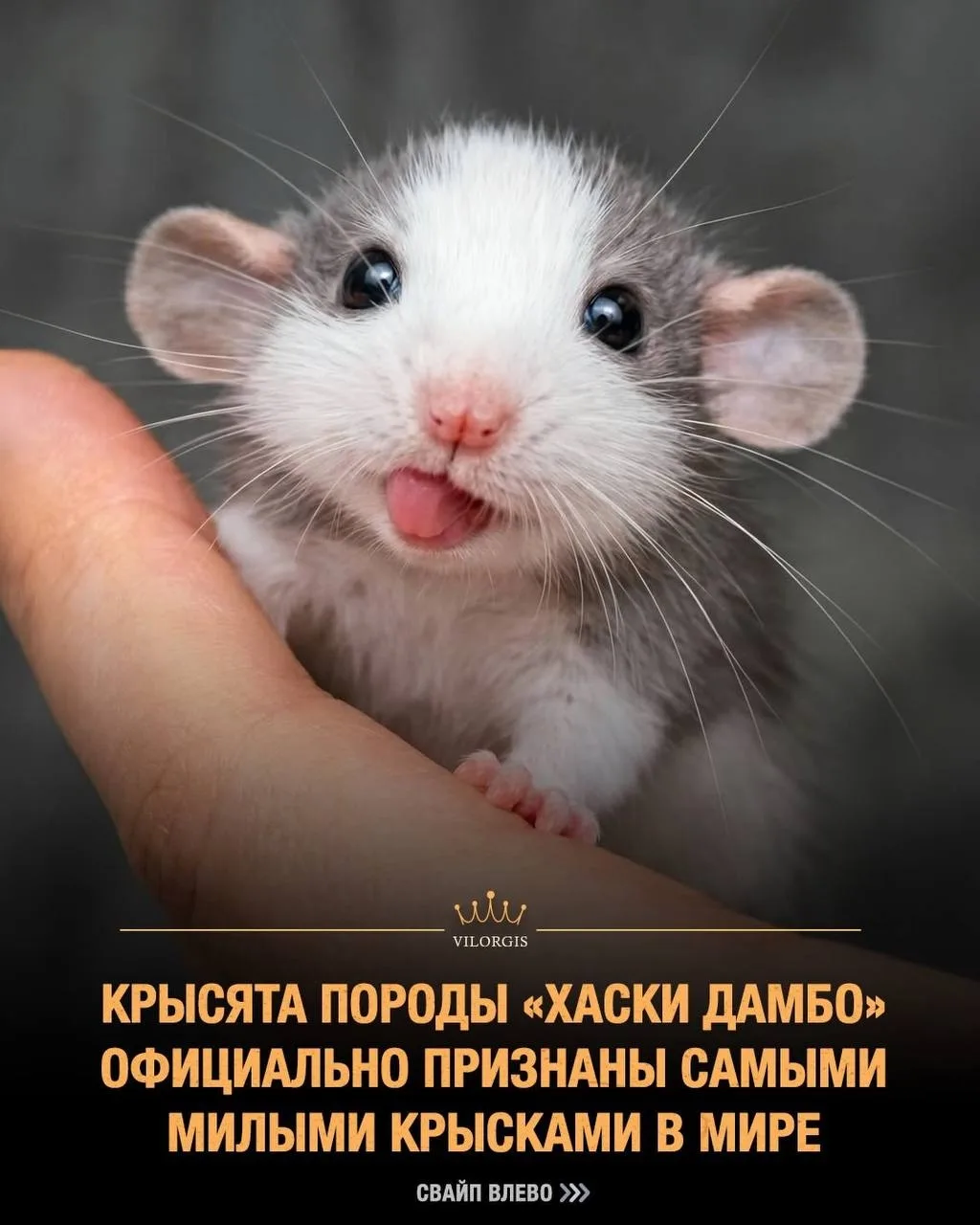 Крысы породы «хаски дамбо» славятся своими огромными ушами и уникальным окрасом, который часто меняе