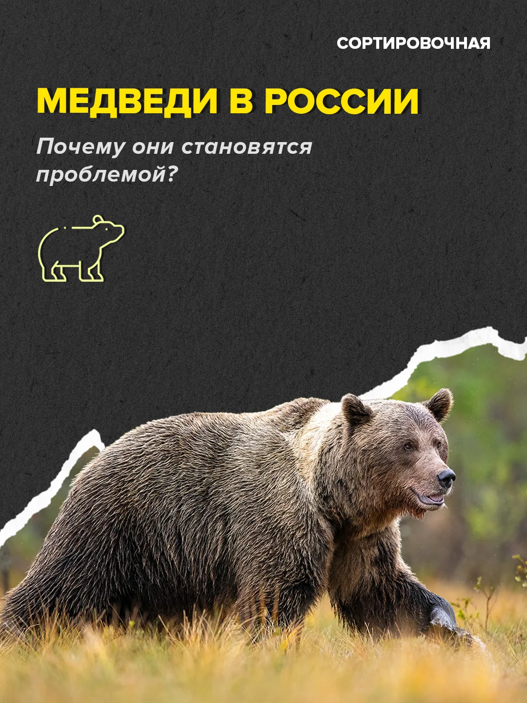 🙅‍♂🐻 В Минприроды опровергли сообщения о рекордном числе нападений медведей